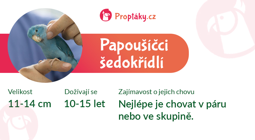 Papousicek sedokridly_medailonek